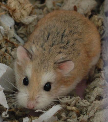hamsters for sale near me
