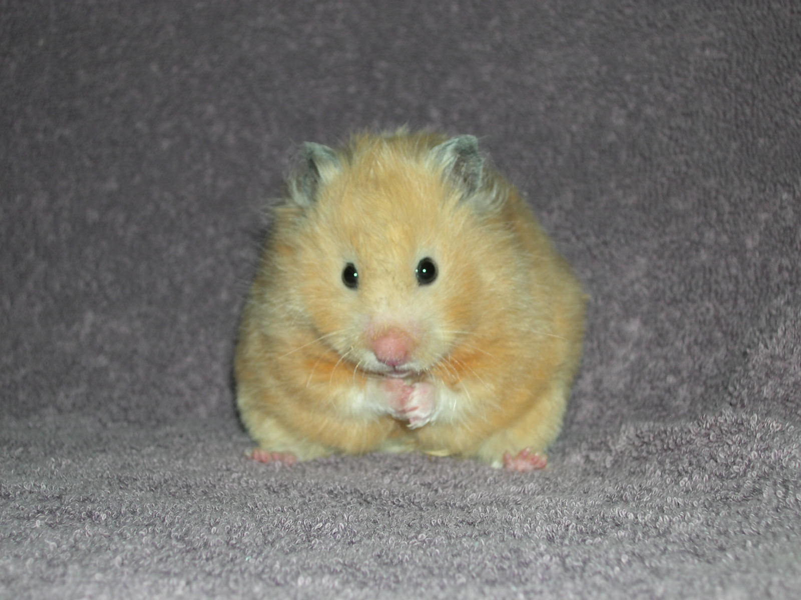 winter white hamster for sale