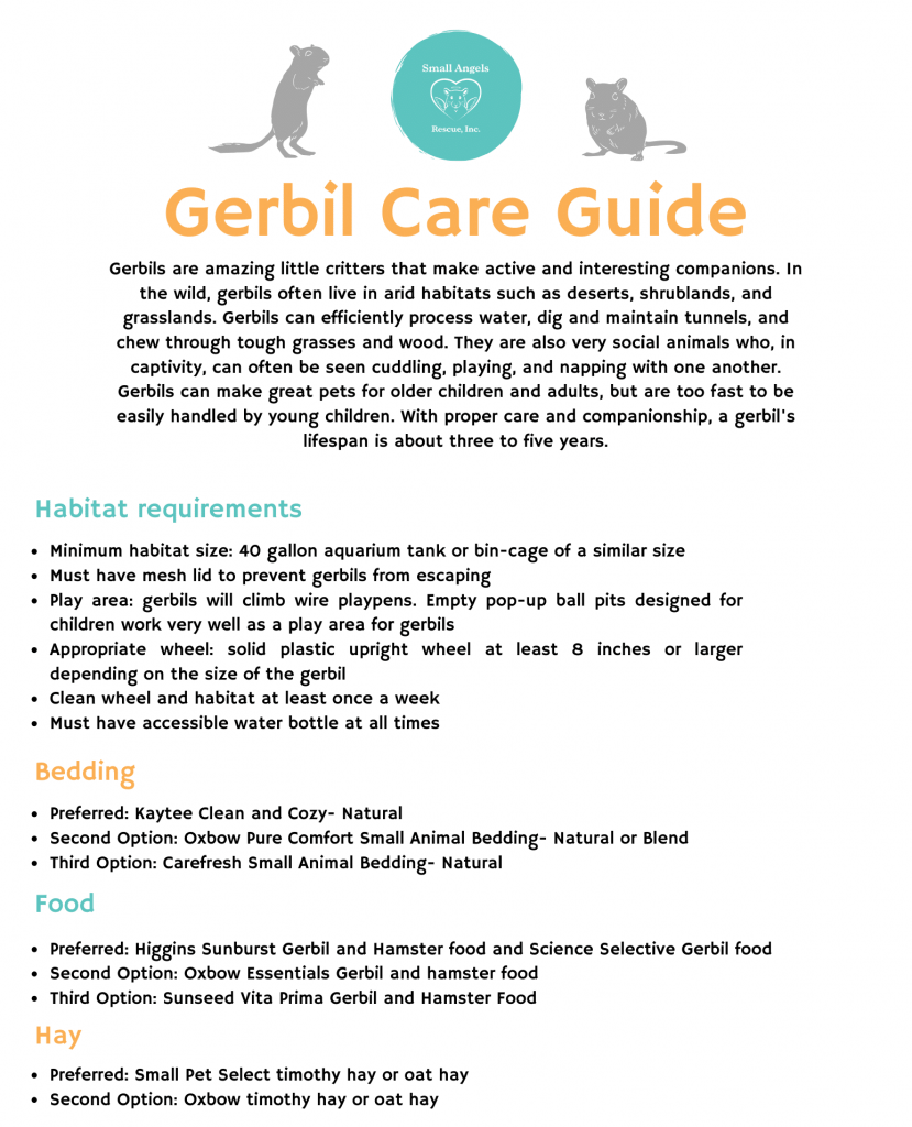 Gerbil care guide by Small Angels Rescue in Maryland