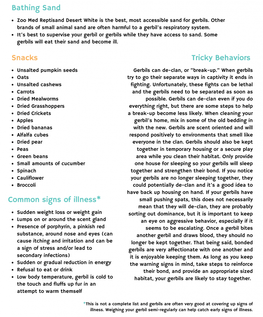 Gerbil care guide by Small Angels Rescue in Maryland - Page 2