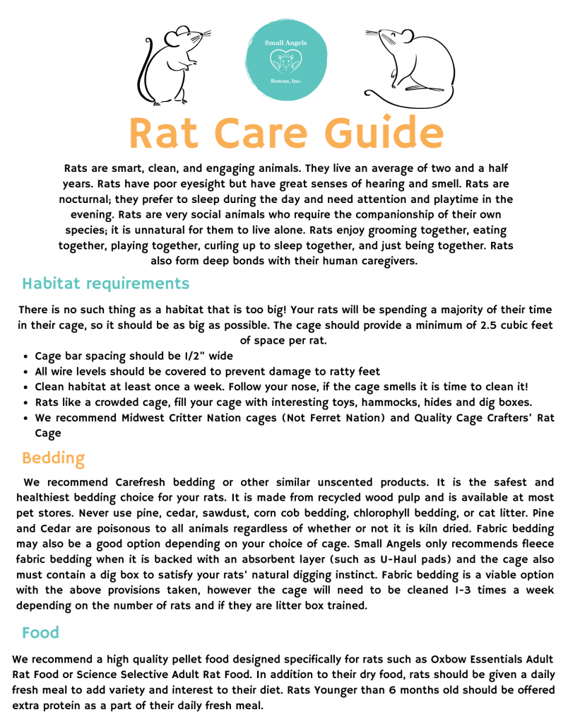 Rat care guide by Small Angels Rescue in Maryland