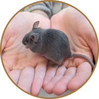 Cute domestic mouse in hand at SARI