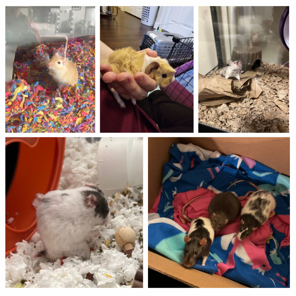 Small Angels Rescue - gerbils, guinea pigs, hamsters, mice and rats.