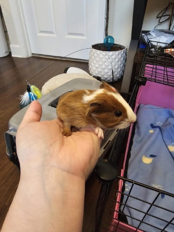 Guinea pig saved by Small Angels Rescue, Inc. in Maryland