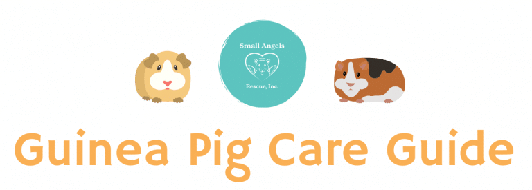 Guinea pig care guide by SARI - Small Angels Rescue, Inc.