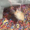 Gerbils at Small Angels Rescue, Inc. in Maryland