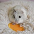 hamster, mouse, animals-4323773.jpg