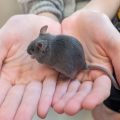 Small Angels Rescue mouse saved