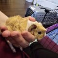 Guinea Pigs at Small Angels Rescue, Inc. in Maryland