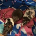 Young rats saved by Small Angels Rescue, Inc.